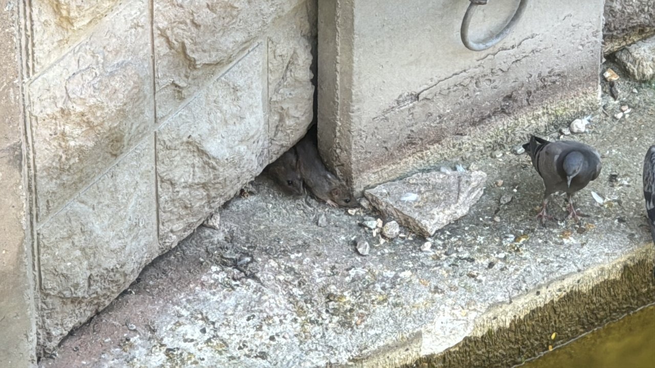 Eskişehir&#039;de Porsuk Çayı çevresindeki fareler, esnafı ve vatandaşları tedirgin ediyor