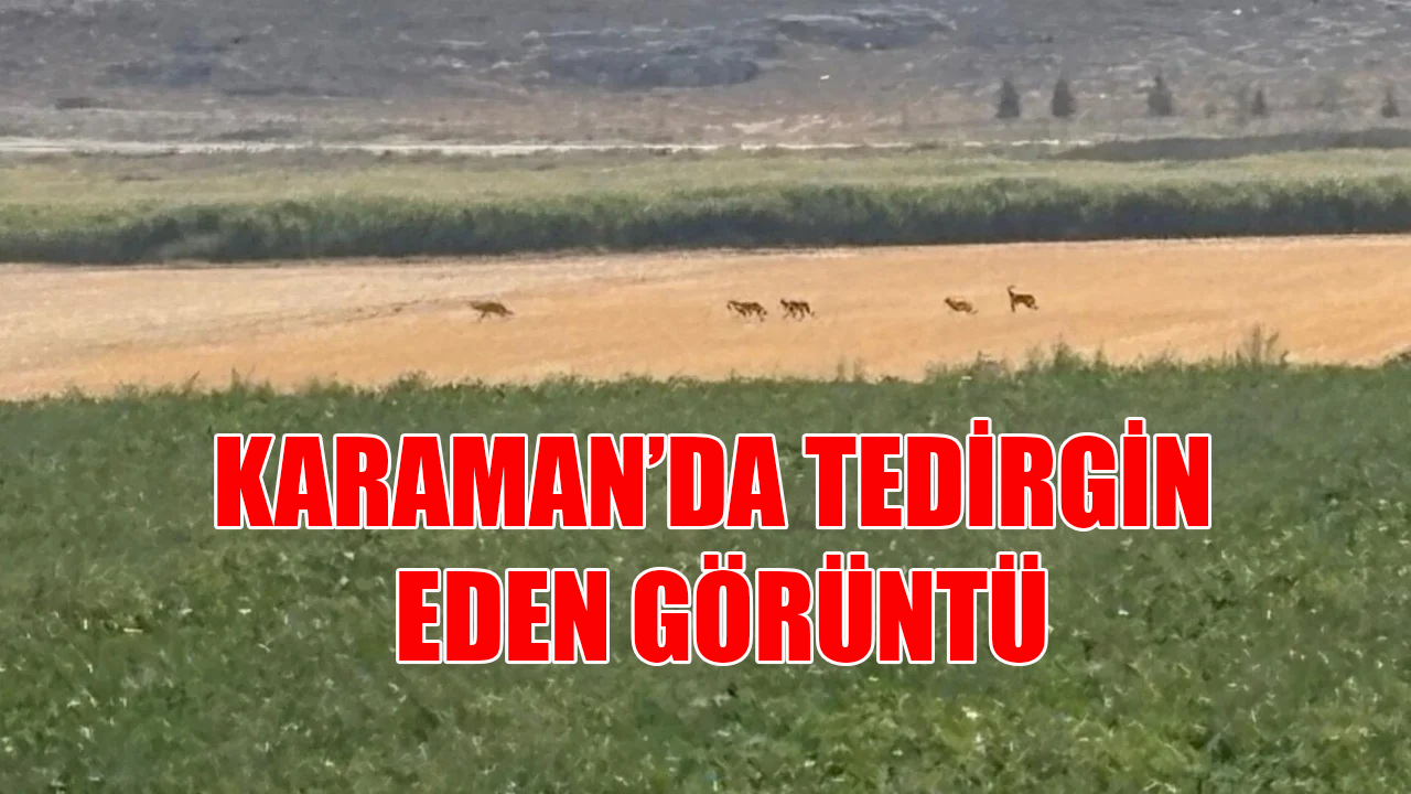 Karaman&#039;da tedirgin eden görüntü