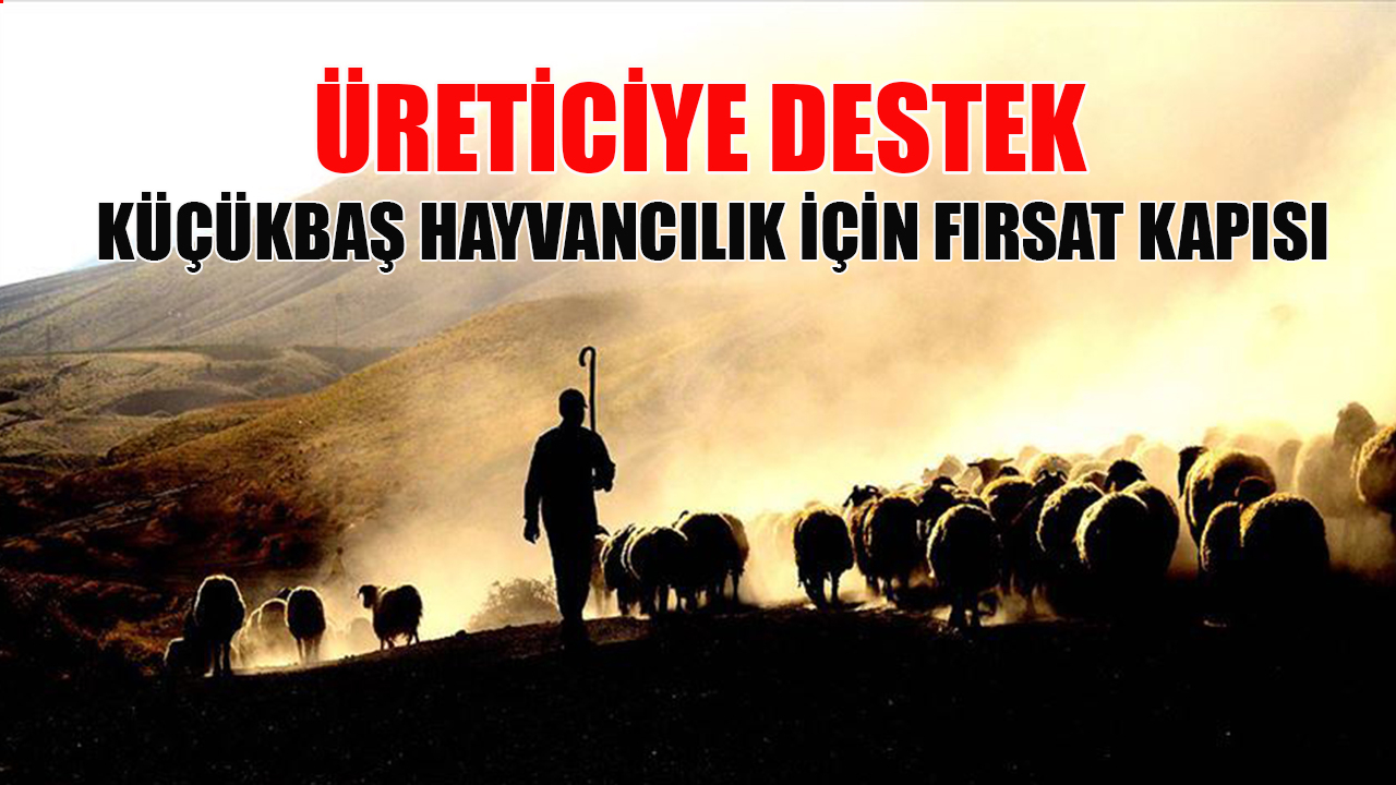 Küçükbaş hayvancılık için fırsat kapısı