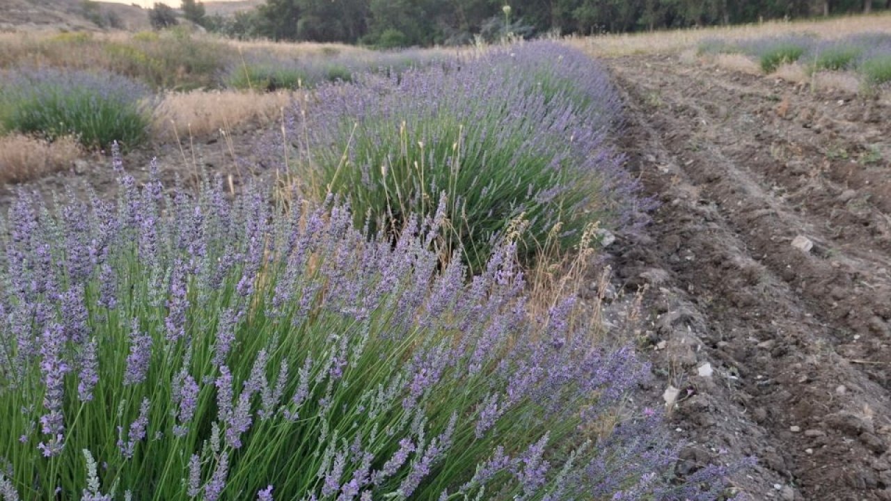 Köy muhtarı lavantayla köyüne örnek olmak istiyor