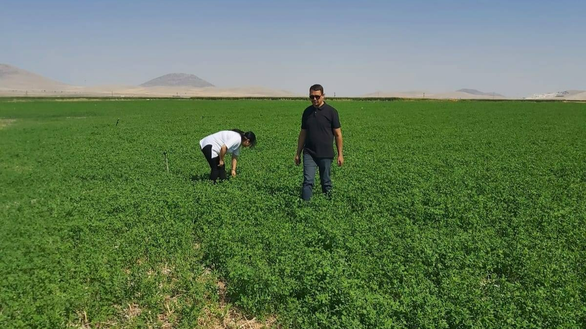 Emeğin karşılığı tarladan çıkıyor