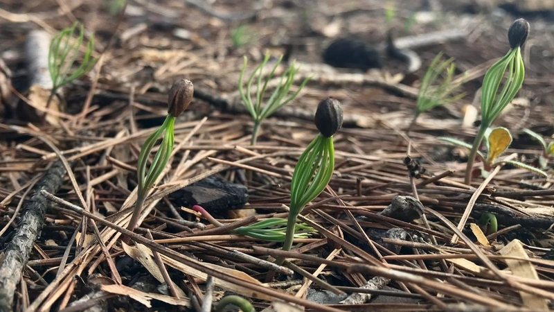 Yanan orman alanları yeniden yeşerecek