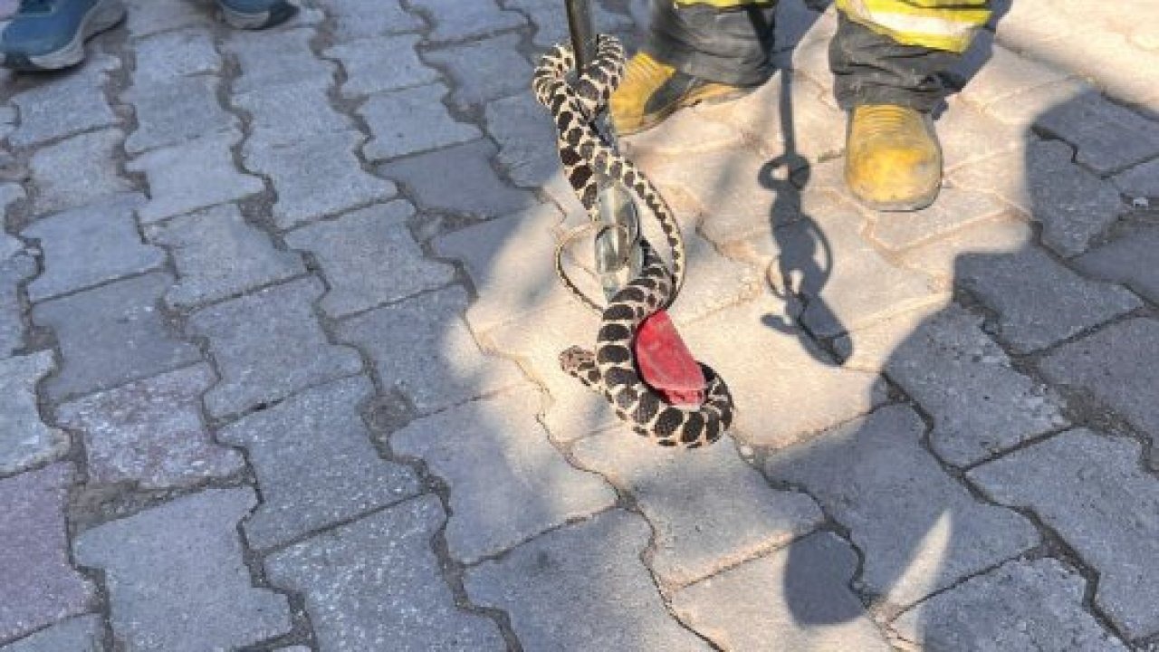 Konya&#039;da evin bodrumuna giren yılan itfaiye ekibince yakalandı