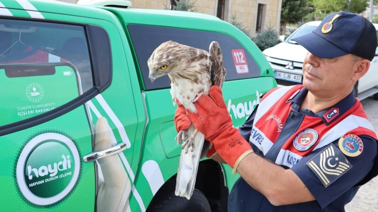 Kırşehir&#039;de jandarmanın bulduğu yaralı yılan kartalı tedaviye alındı
