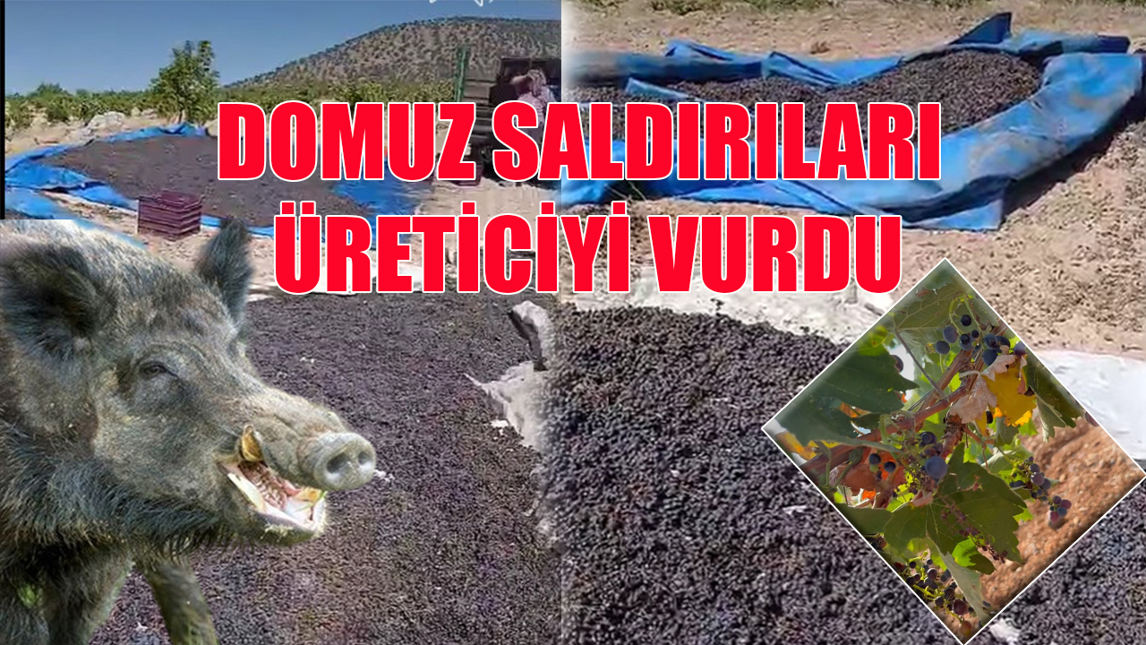 Domuz saldırıları üreticiyi vurdu