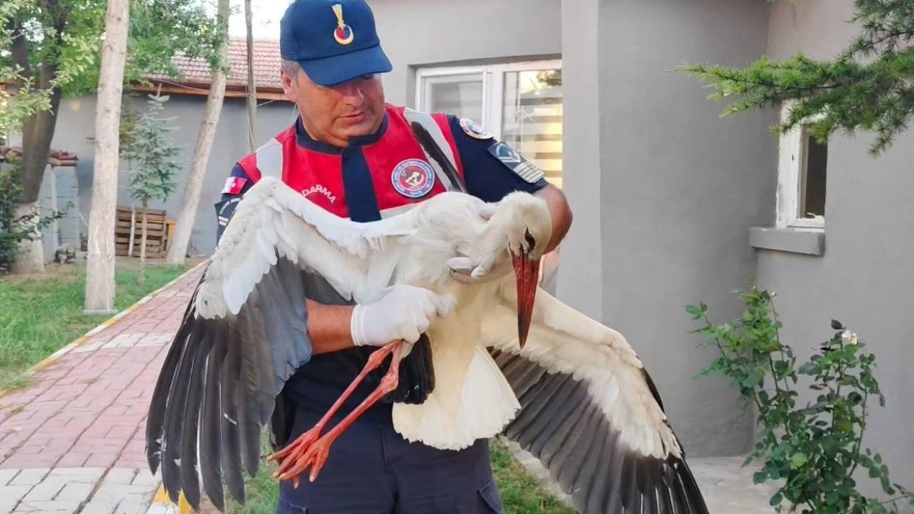 Yozgat'ta yaralı halde bulunan leylek tedaviye alındı