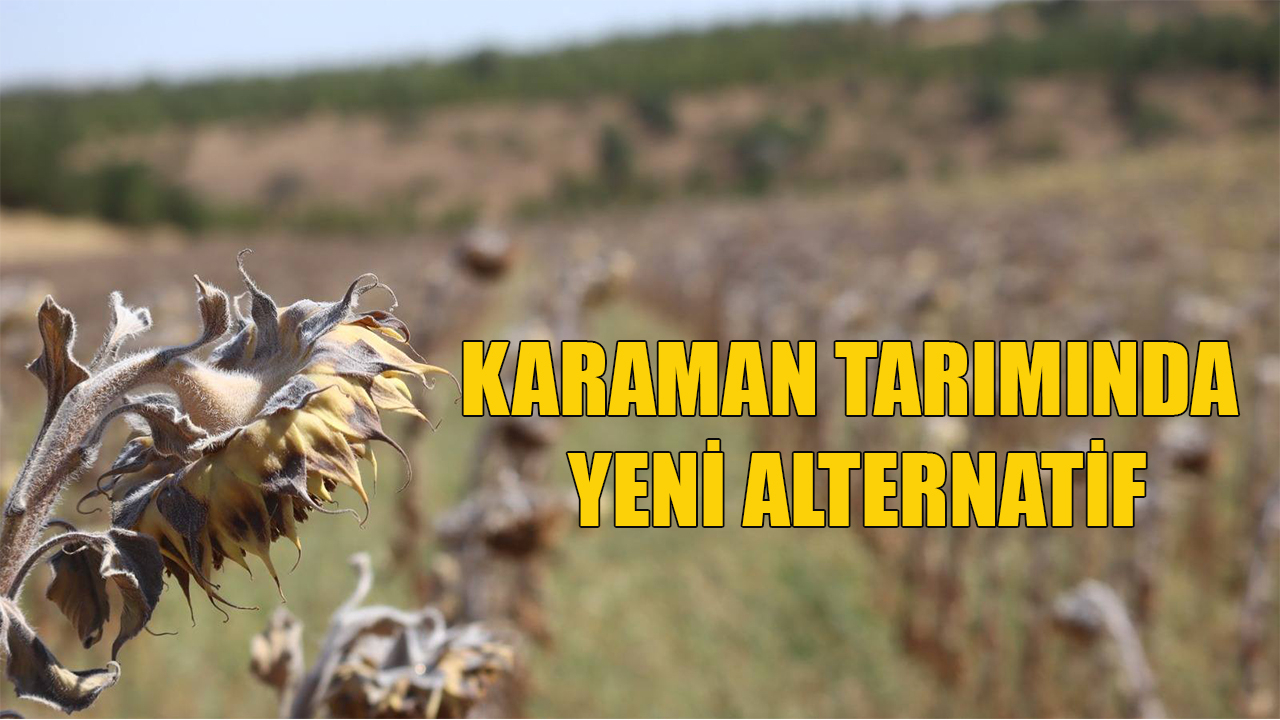 Karaman tarımında yeni alternatif