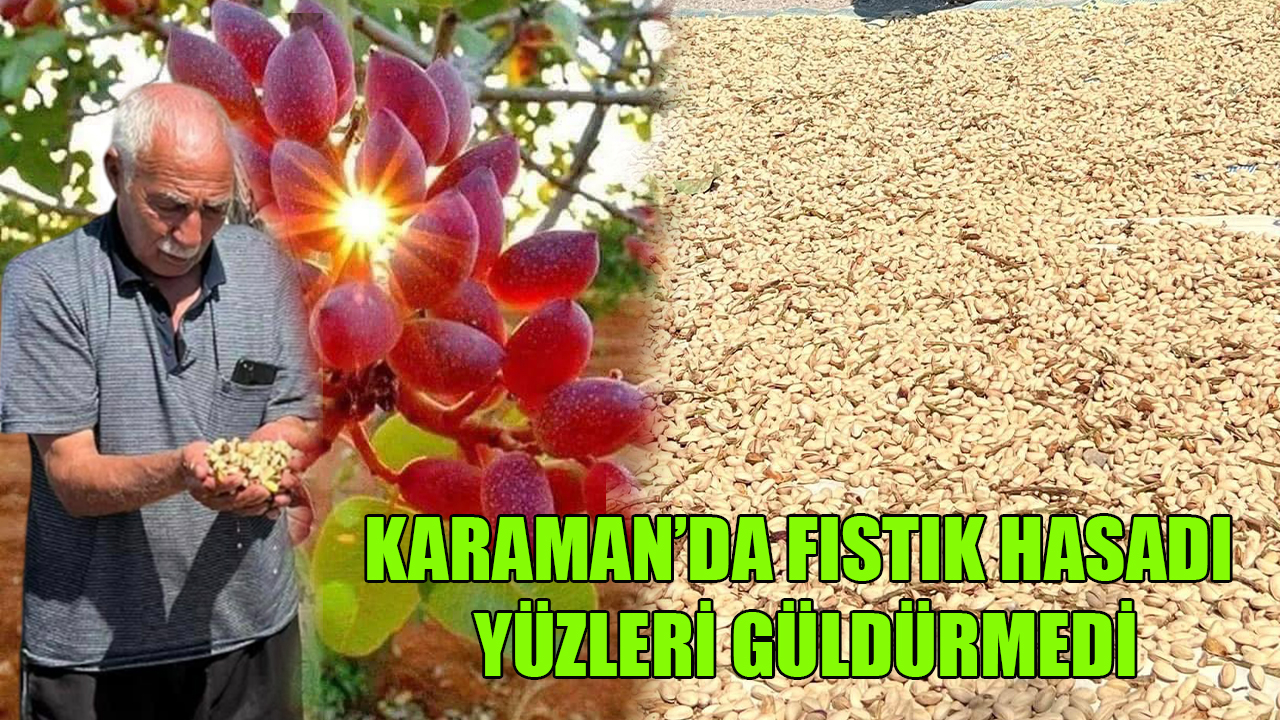 Karaman’da fıstık hasadı yüzleri güldürmedi