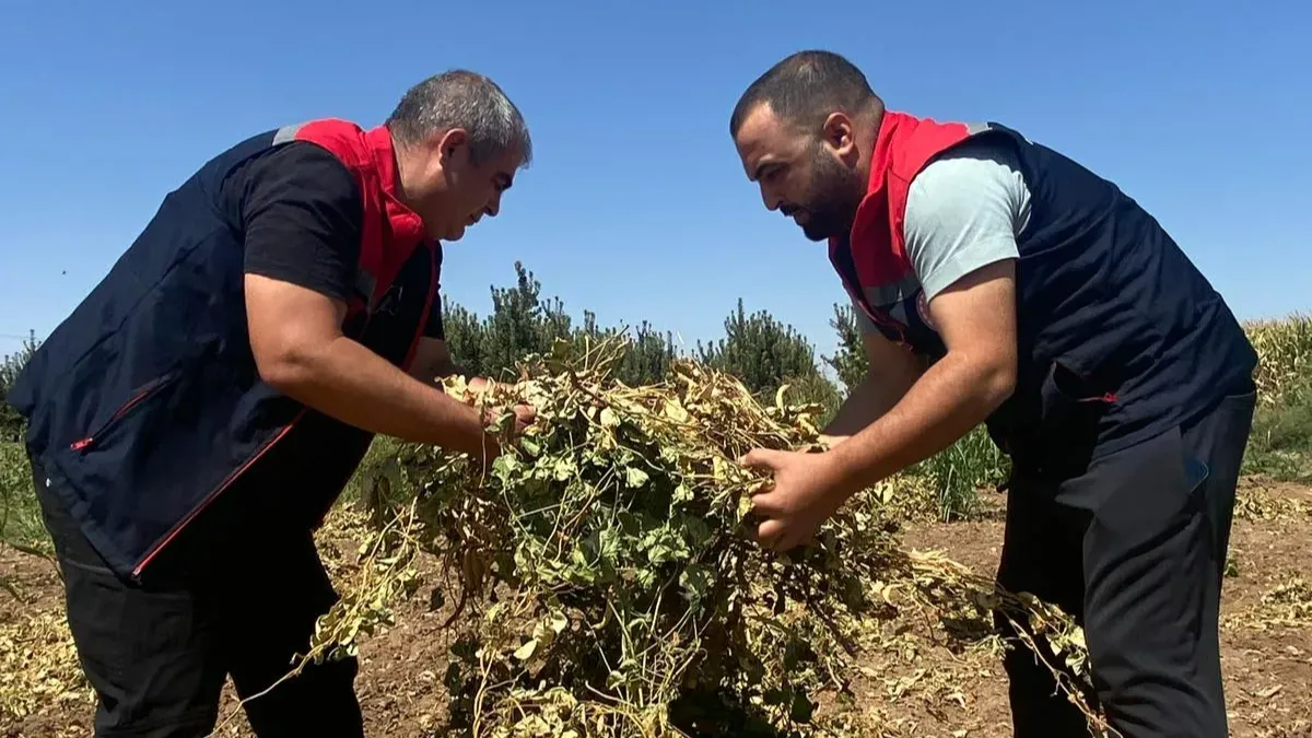 Kuru fasulyede hasat yaklaşıyor