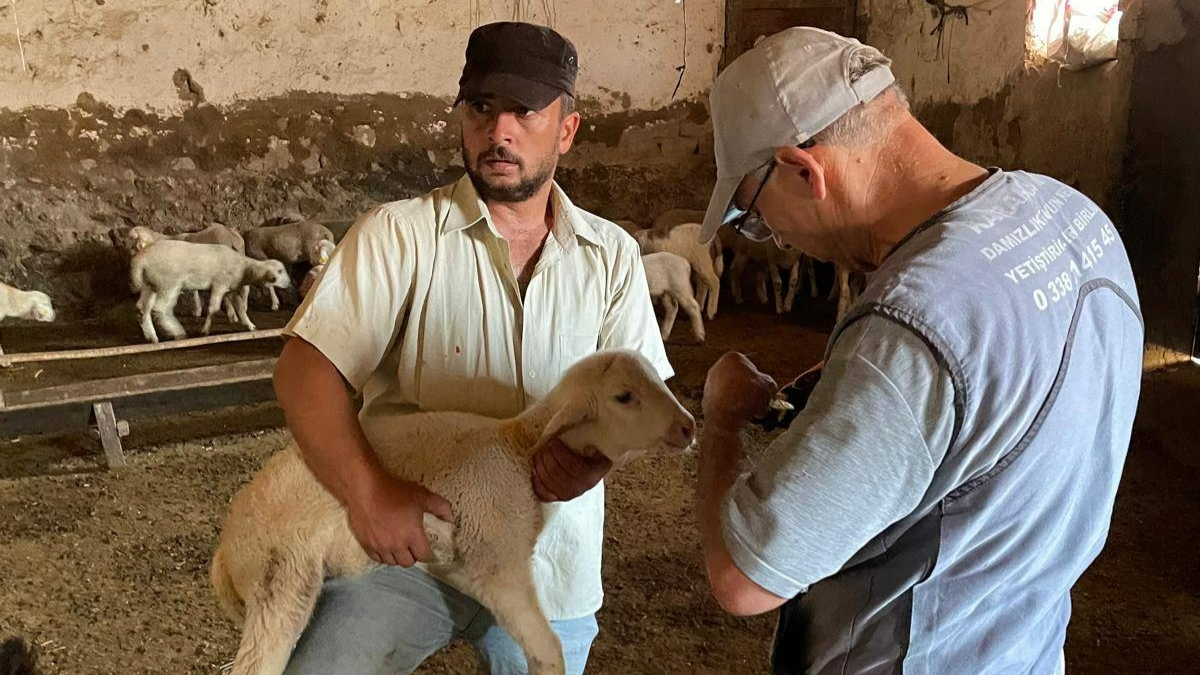 Karaman&#039;da küçükbaş hayvanlar kayıt altına alınıyor