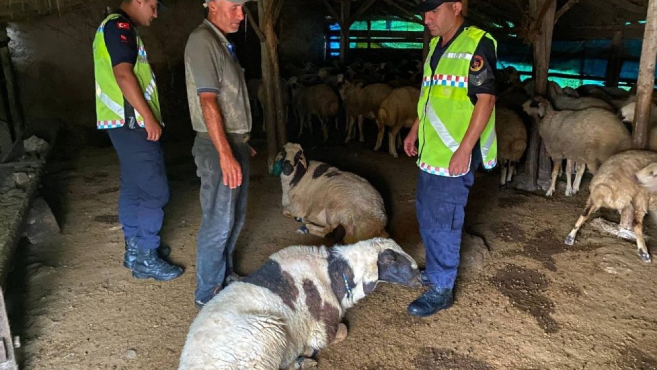 Kırşehir&#039;de çalınan 18 küçükbaş hayvan jandarma ekiplerince bulundu