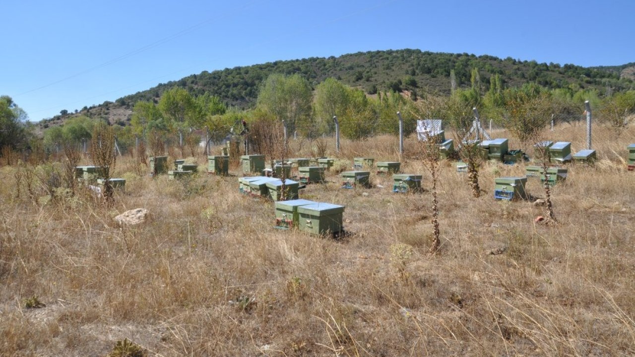 Konya'da engelli kadın devlet desteğiyle arıcılığa başladı