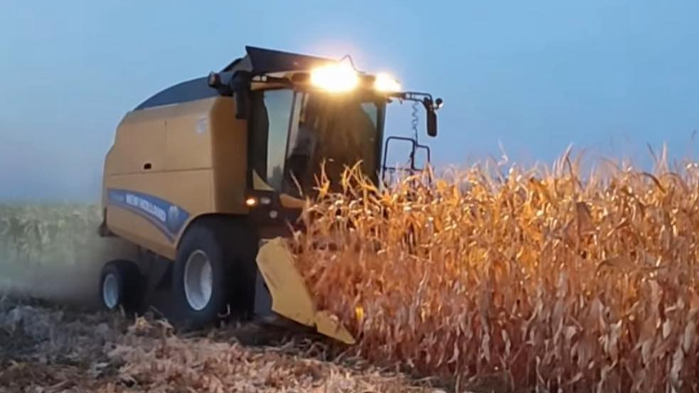 Karaman’da “Su Katili” hasat ediliyor