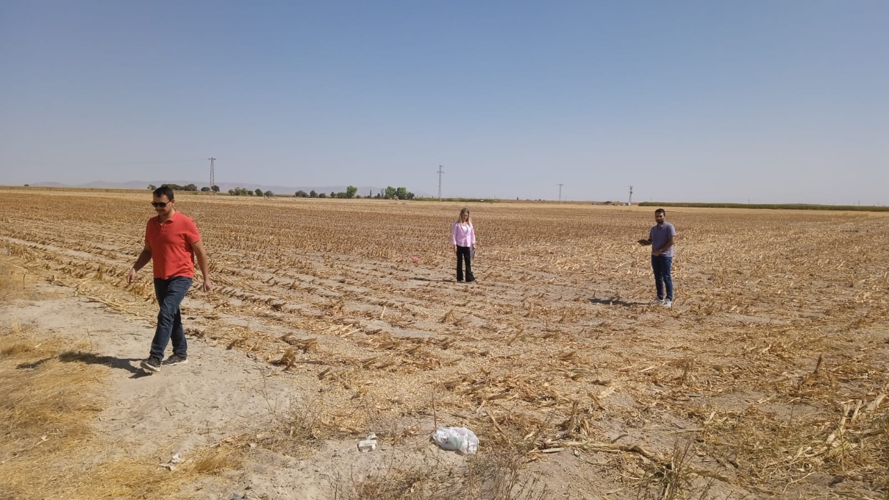 Mısır tarlaları mercek altında