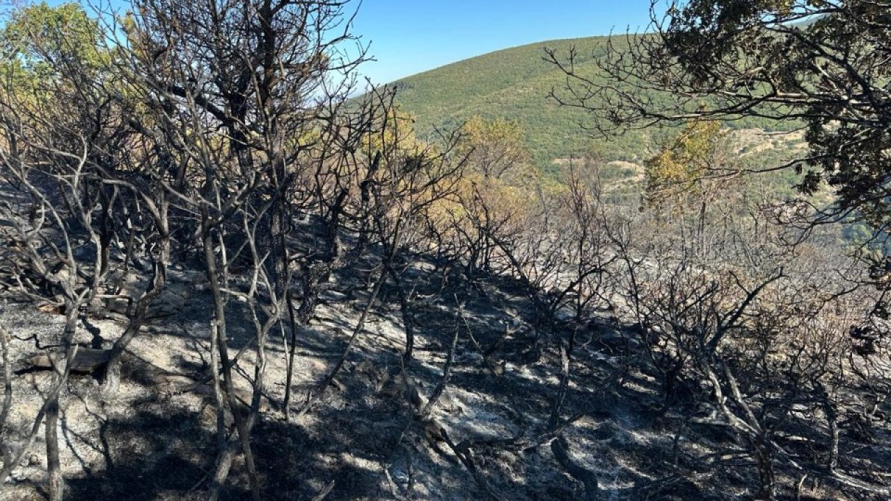 GÜNCELLEME - Akşehir&#039;de çıkan orman yangını söndürüldü