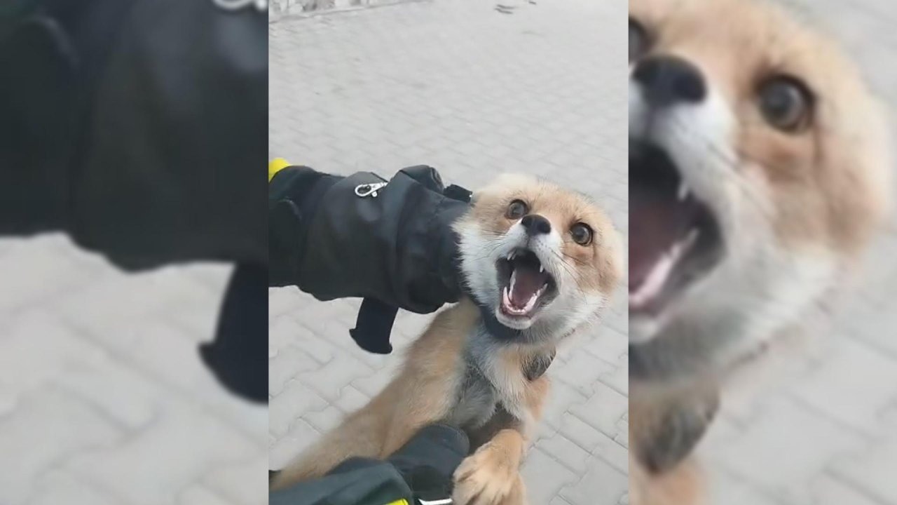 Şarkışla&#039;da binaya giren tilki doğaya salındı