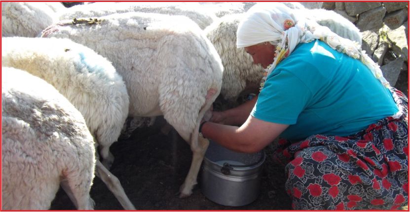 “KÖYLERDE HAYVAN SAĞACAK İNSAN KALMADI”