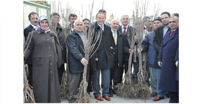 ÇİFTCİLERE 16 BİN KİRAZ FİDANI