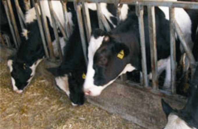 EREĞLİ\&#039;DE 92 AİLEYE 368 GEBE DÜVE DAĞITILDI