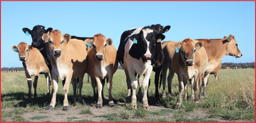 HAYVANCILIĞA 500 MİLYON LİRA EK DESTEK