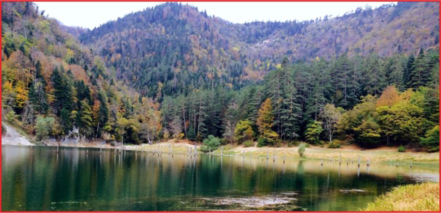 AĞAÇ KESİMLERİ KOLAYLAŞIYOR