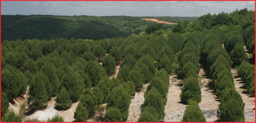 2 MİLYON 235 BİN ADET FİDAN TOPRAKLA BULUŞTU