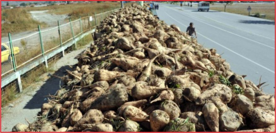 PANCAR ÜRETİCİLERİNE 115 MİLYON LİRALIK SULAMA AVANSI