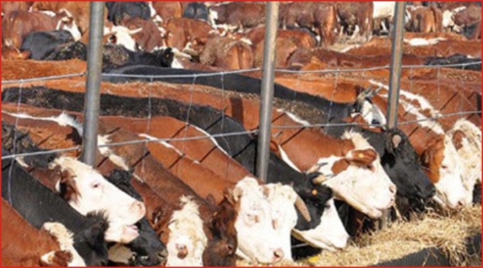 BU YIL YERLİ KURBAN ETİ YİYECEĞİZ!