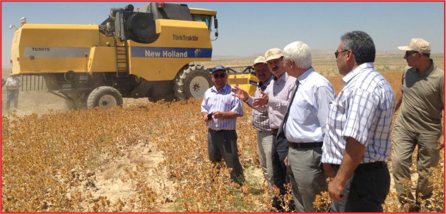 AKÇAŞEHİR’DE ASPİR HASADI