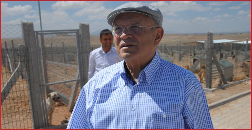 SOKAK HAYVANLARI HALLERİNDEN MEMNUN