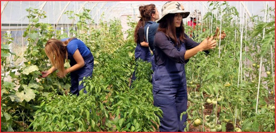 5 BİN GENÇ ÇİFTÇİYE 30'AR BİN LİRA HİBE DESTEĞİ