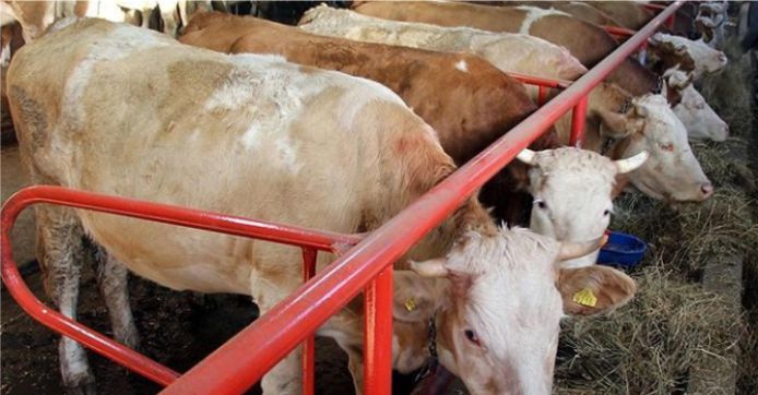 100 BİN AİLEYE KREDİ VE HAYVAN DESTEĞİ