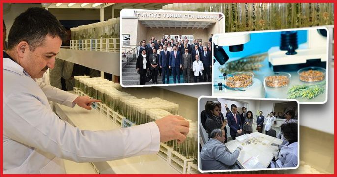 "115 BİN TOHUM KORUMA ALTINDA"