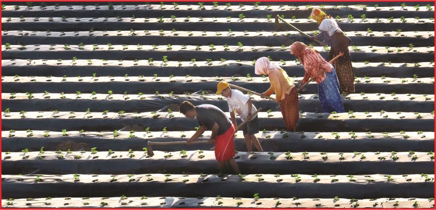 GENÇ ÇİFTÇİLERE HİBE DESTEĞİ