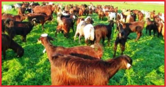 12 MİLYON HEKTARLIK ALAN OTLATMAYA AÇILDI