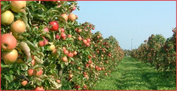 ELMA ÜRETİMİNDE DÜNYA ÜÇÜNCÜSÜYÜZ