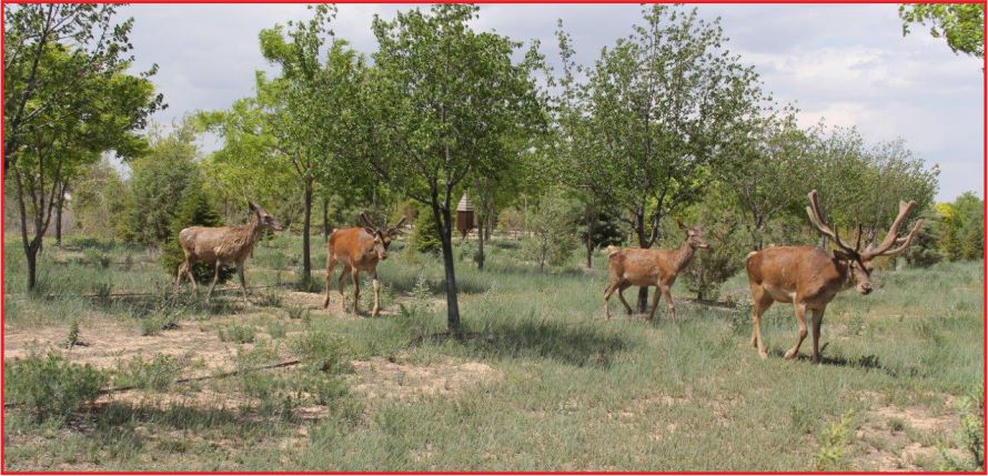 ARTIK DOĞAL YAŞAM SADECE BELGESELLERDE DEĞİL