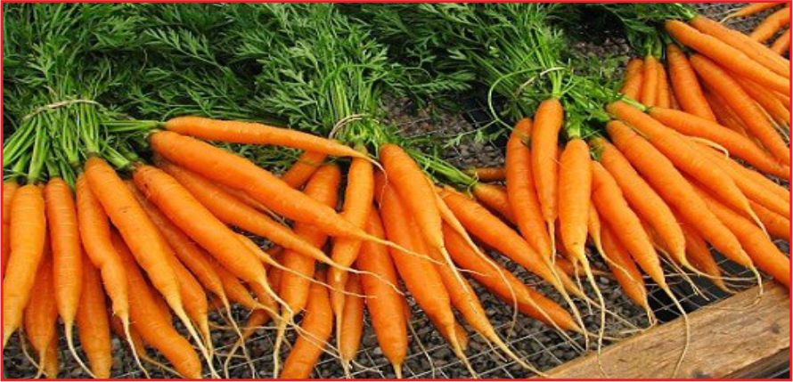 KARAMAN TÜRKİYE ALTINCISI