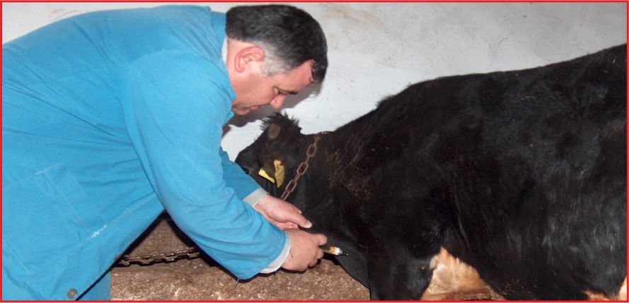 ŞAP AŞILAMA KAMPANYASI DEVAM EDİYOR