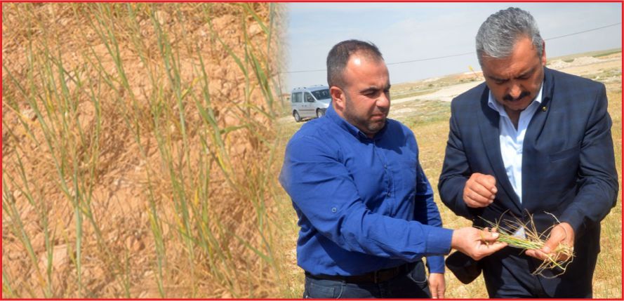 “KURAKLIK ÇİFTÇİYİ VURDU”