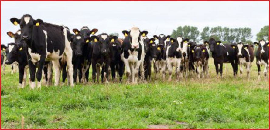 KONYA BÜYÜKBAŞ HAYVAN SAYISINDA BİRİNCİ