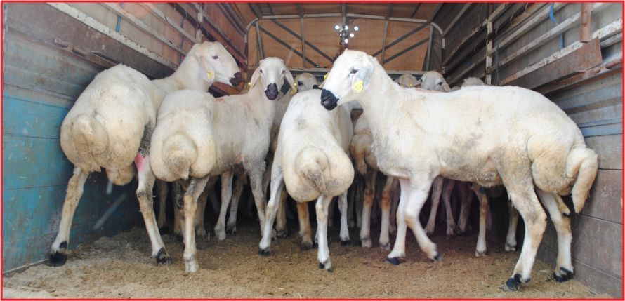 KOP’DAN  KOÇ VE TEKE HİBESİ