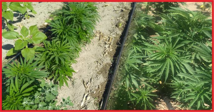 181 KÖK HİNT KENEVİRİ ELE GEÇİRİLDİ