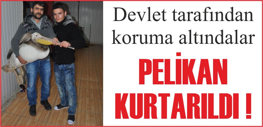 PELİKAN KURTARILDI !