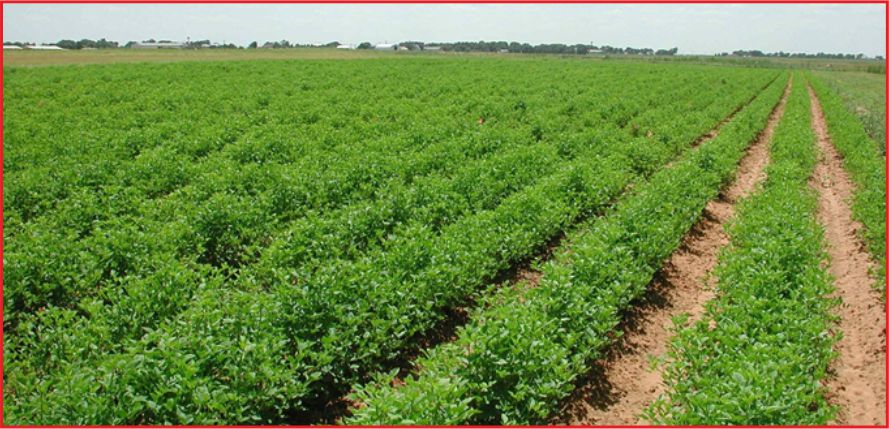 TÜRKİYE'DE İYİ TARIM UYGULAMALARI GELİŞİYOR