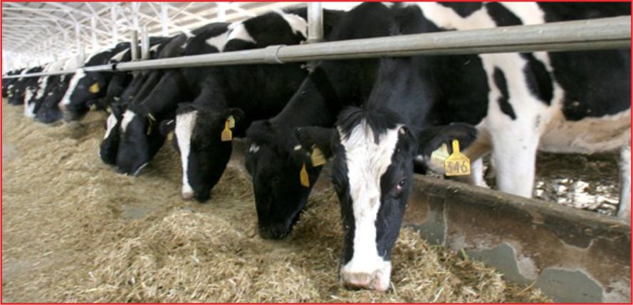 HAYVANCILIK DESTEKLERİNDE YENİ DÖNEM