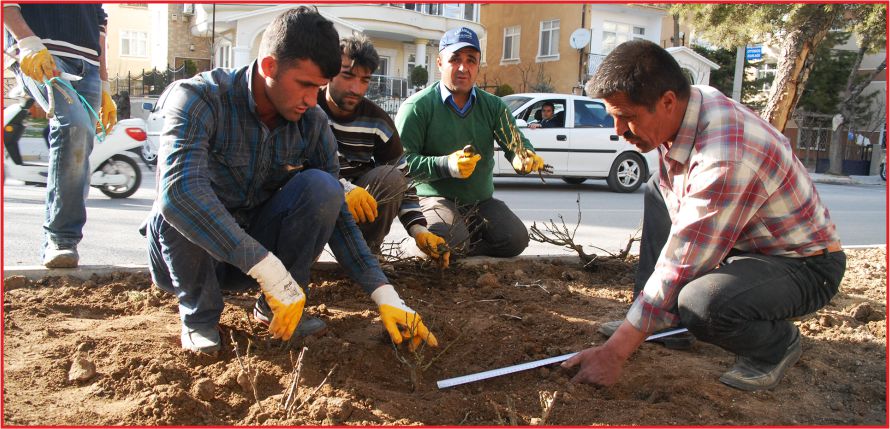 KARAMAN’DA GÜL’LER AÇIYOR