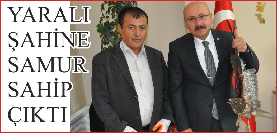 YARALI ŞAHİNE  SAMUR SAHİP ÇIKTI