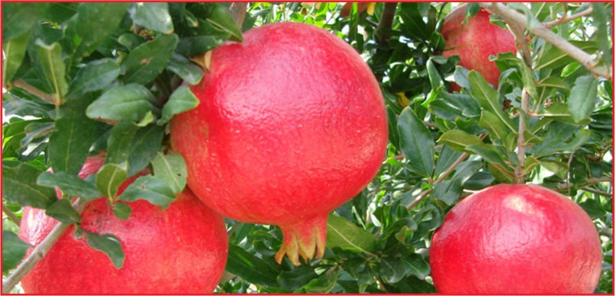 KARAMAN NAR ÜRETİMİNDE 18 NCİ