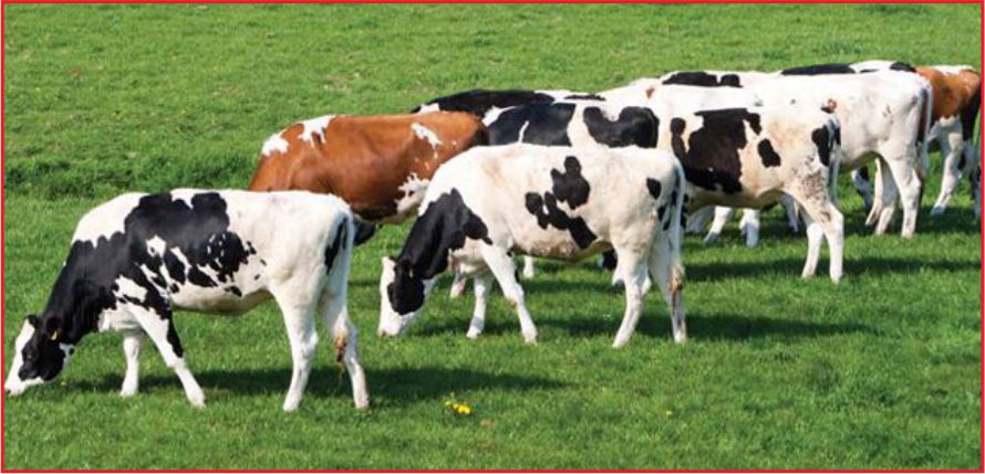 KOP’A HAYVANCILIK DESTEĞİ!